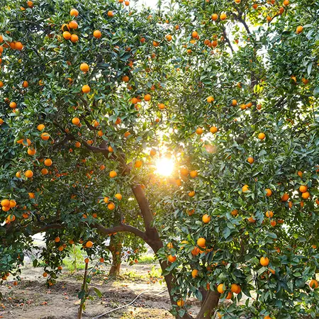 Apadrina un árbol cítrico
