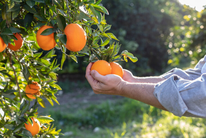 ¿Quieres apadrinar un árbol cítrico? Pasos y Beneficios
