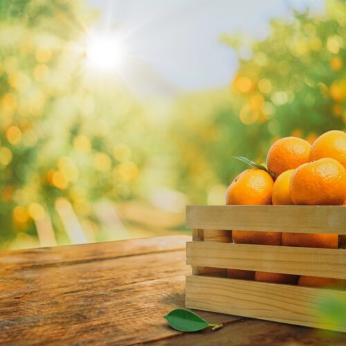 Del árbol a tu mesa: el viaje de una naranja