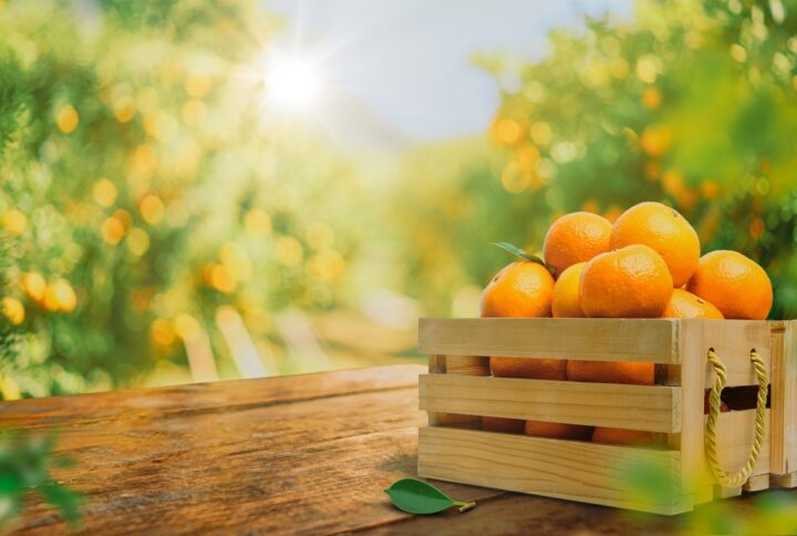 Del árbol a tu mesa: el viaje de una naranja