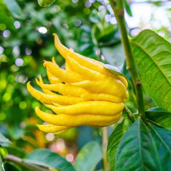 citricos-exoticos