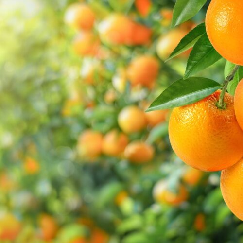 Antes de la naranja, está el campo