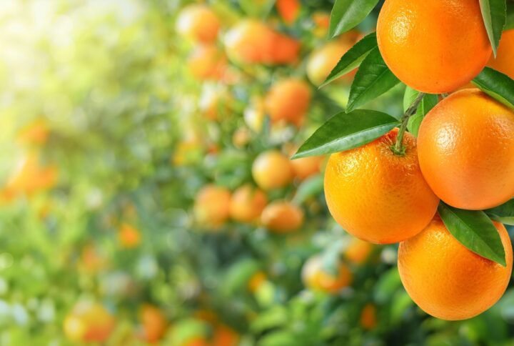 Antes de la naranja, está el campo
