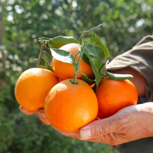 La fruta tiene su momento: por qué respetar la temporada importa