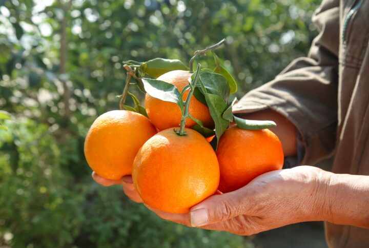 La fruta tiene su momento: por qué respetar la temporada importa