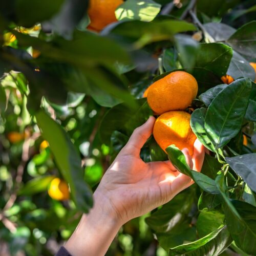 Detrás de cada naranja hay una persona
