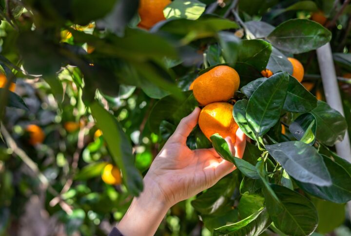 Detrás de cada naranja hay una persona